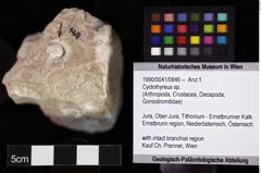 Foto (Objket + Etiketten) von Cyclothyreus sp. 